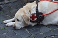 Guide dog waits patiently with his handicapped man Royalty Free Stock Photo