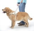Guide dog on white Royalty Free Stock Photo