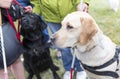 Guide dogs Royalty Free Stock Photo