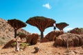 A guide in the Dragon Blood Trees forest in Homhil Plateau, Socotra, Yemen Royalty Free Stock Photo
