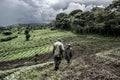 Guide in old growth forest in Nord Kivu Royalty Free Stock Photo