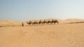 Guide taking tourists on two-humped Bactrian Camels in Inner Mongolia Province of China