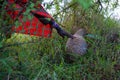 Guide touches scales of pangolin in grass