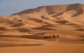 Guide walking tourists astride camels from a desert camp, Merzouga, Morocco