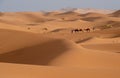 Guide walking tourists astride camels from a desert camp, Merzouga, Morocco