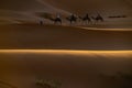 Guide walking tourists astride of camels to a desert camp, Merzouga, Morocco