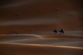 Guide walking two tourists astride camels to a desert camp, Merzouga, Morocco