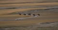 Guided horseback riding on low tide sand bank beach crossing river streams in Abel Tasman National Park New Zealand Royalty Free Stock Photo