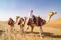 Guiding Camels in desert of Abu Dhabi, UAE. Dromedaries guided by Bedouin man Royalty Free Stock Photo