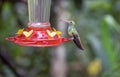 A Guilded Sapphire Hummingbird Royalty Free Stock Photo