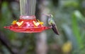 A Guilded Sapphire Hummingbird