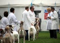 Guildford, England - May 28 2018: Competitiors at the Surrey County Show presenting their dairy goats to the judges during the fa