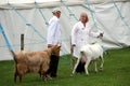 Guildford, England - May 28 2018: Competitiors at the Surrey County Show discussing their dairy goats during the farm livestock c