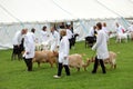 Guildford, England - May 28 2018: Competitiors at the Surrey County Show presenting their dairy goats to the judges during the fa