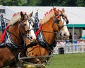 Guildford, England - May 28 2018: two bay Shire horses in traditional leather tack pulling a Dray or open wooden wagon
