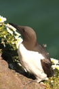 Guillemot Royalty Free Stock Photo