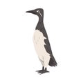 Guillemot Arctic Bird, Wild Polar Animal Cartoon Vector Illustration