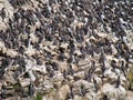 Guillemot colony at Stack Rocks, Pembrokeshire