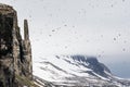 A Guillemot colony, north of Svalbard in the Arctic