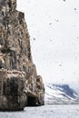 A Guillemot colony, north of Svalbard in the Arctic