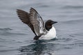 A Guillemot colony, north of Svalbard in the Arctic