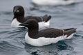 A Guillemot colony, north of Svalbard in the Arctic