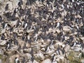 Guillemot colony at Stack Rocks, Pembrokeshire Royalty Free Stock Photo