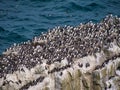 Guillemot colony at Stack Rocks, Pembrokeshire