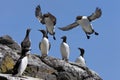 Guillemot Colony - Treshnish Islands - Scotland