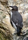Guillemot is the common name for several species of seabird in the Alcidae or auk family.