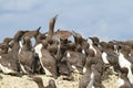 A Guillemot with fish Royalty Free Stock Photo