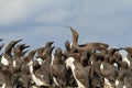 A Guillemot with fish Royalty Free Stock Photo