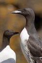 Guillemot with a fish in its beak Royalty Free Stock Photo