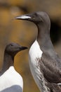 Guillemot with a fish in its beak