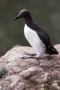 Guillemot at Fowlsheugh Royalty Free Stock Photo