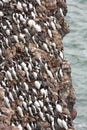 Guillemot at Fowlsheugh