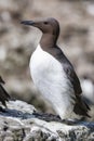 Guillemot - Island of Lunga - Scotland Royalty Free Stock Photo