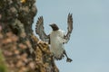 Guillemot landing on cliff.