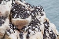 Guillemot rock colony Royalty Free Stock Photo