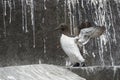 Guillemot {Uria aalge} on cliffs Royalty Free Stock Photo