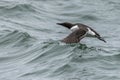 Guillemot Uria aalge Royalty Free Stock Photo