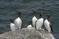 Guillemot, Uria aalge Royalty Free Stock Photo