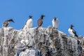 Guillemot (Uria aalge Royalty Free Stock Photo