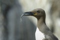 Guillemot portrait with caught fish Royalty Free Stock Photo