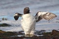 Guillemot (Uria aalge) wing stretching