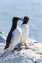 Guillemots at the Farne Islands Royalty Free Stock Photo