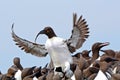 Guillemots, Farne Islands Nature Reserve, England Royalty Free Stock Photo