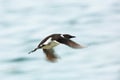 Guillemots flying over the sea Royalty Free Stock Photo