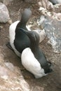 Guillemots at Fowlsheugh Royalty Free Stock Photo