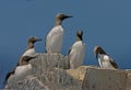 Guillemots gather together Royalty Free Stock Photo